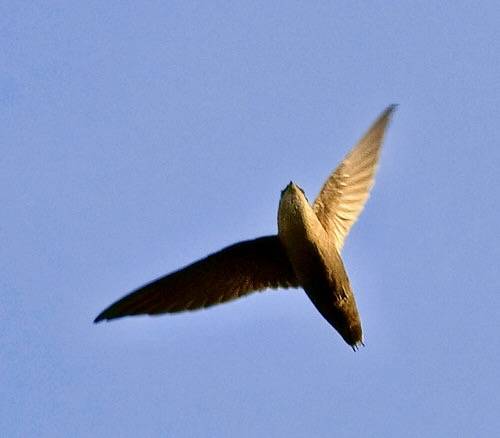 Chimney swift overhead by jim_mcculloch is licensed under CC BY-NC-SA 2.0